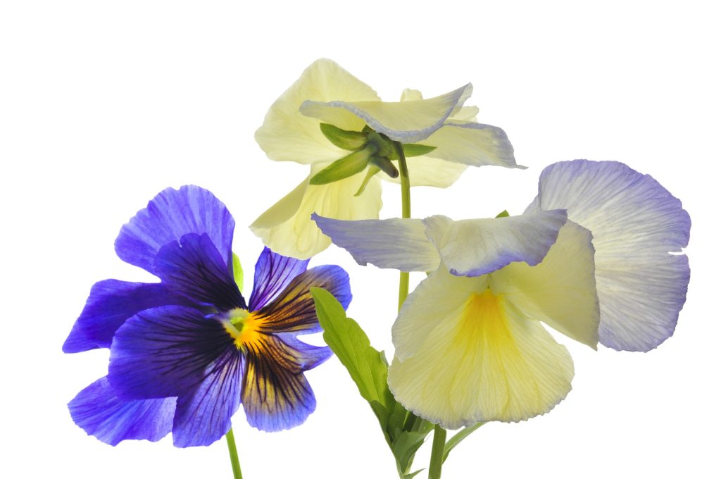 Liturgische bloemschikken